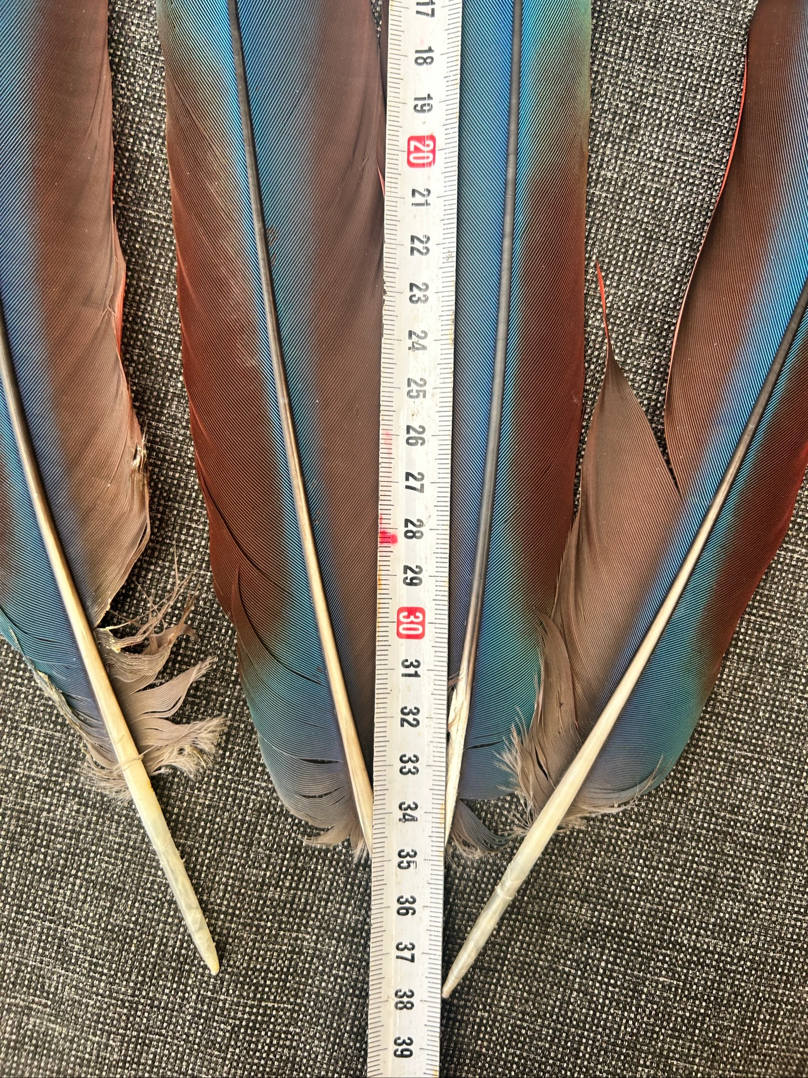 Plumas naturales de la cabecera – photo 4